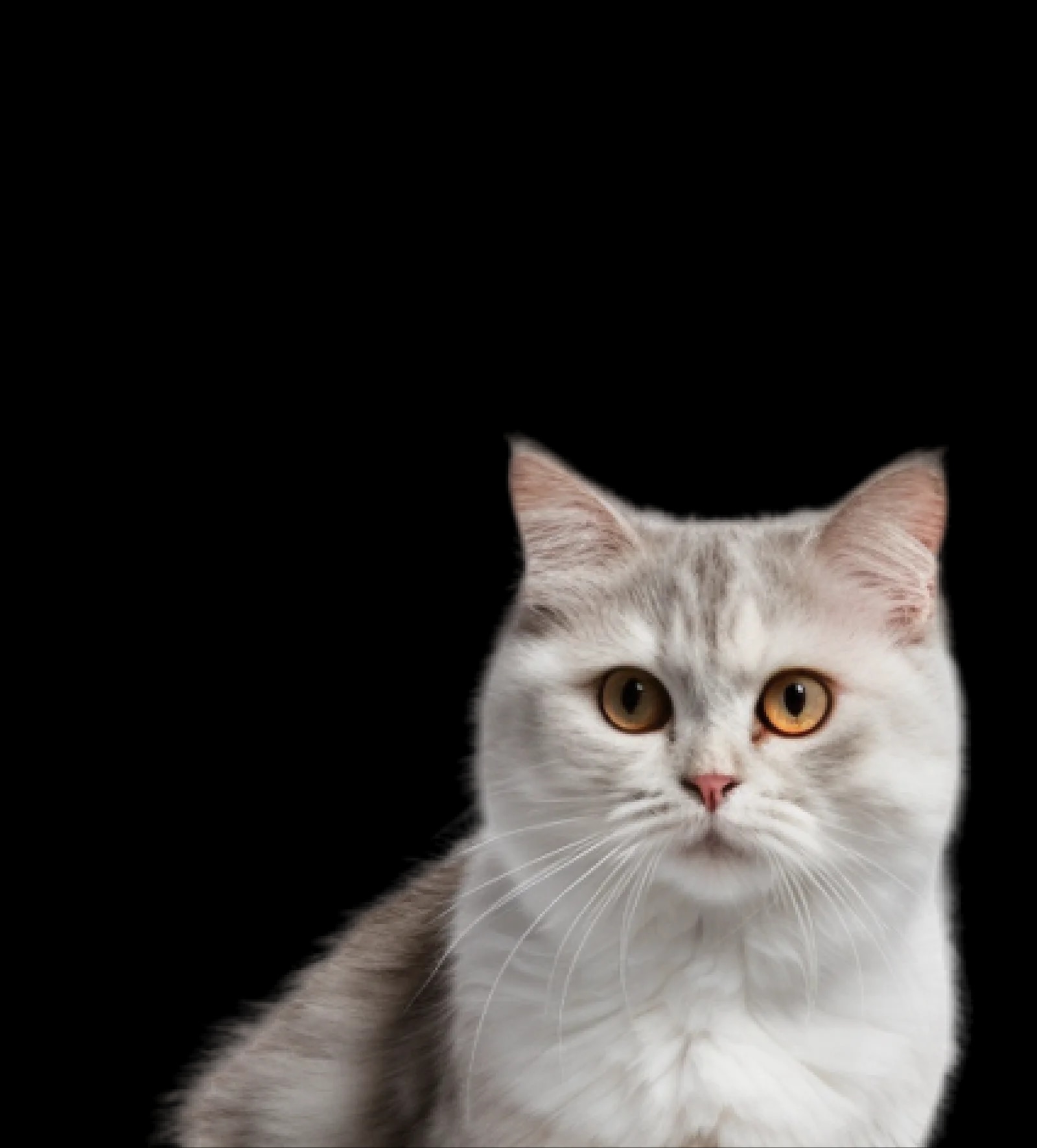 Cat Wand Toy Catshoponline – Engage Your Cat with Safe and Exciting Play