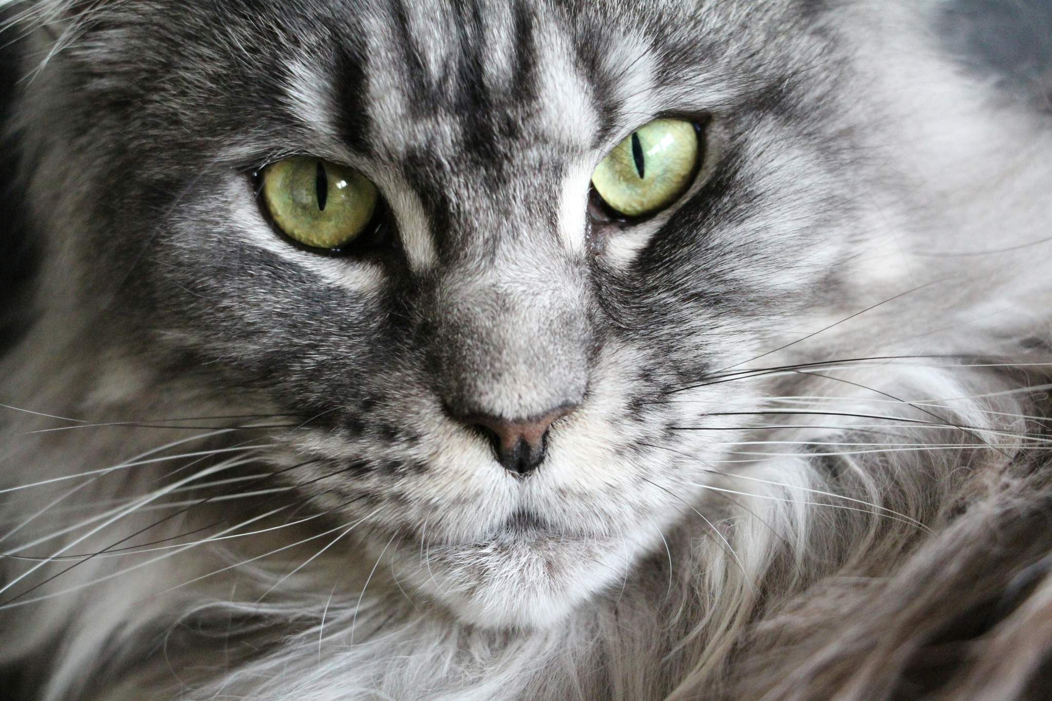 Maine Coon Cats for Sale Near Me – Find Kittens Close to You