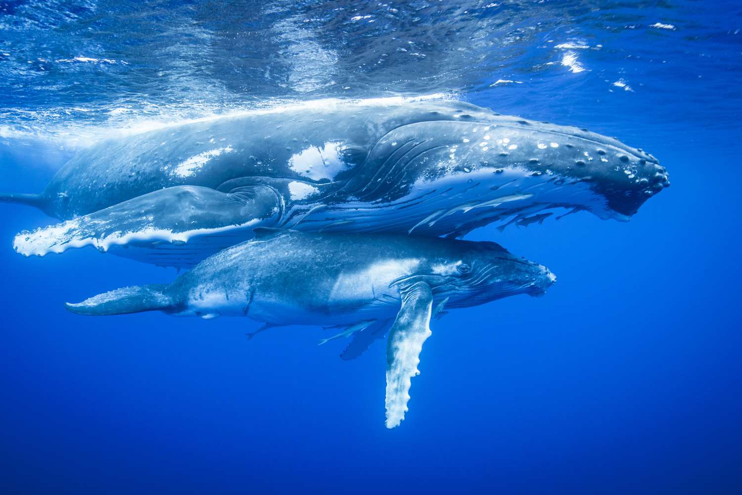 When Whales Find Their Voice: A-LAW with marianthi baklava in Action