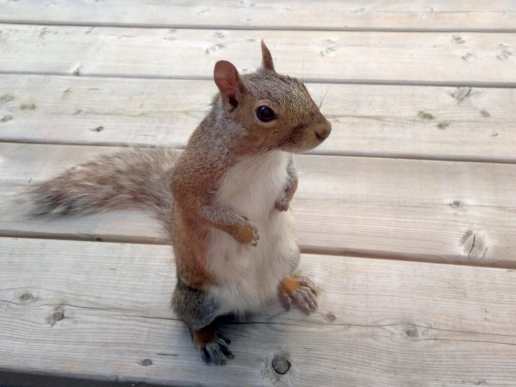 Fast Squirrel Removal to Protect Your Property