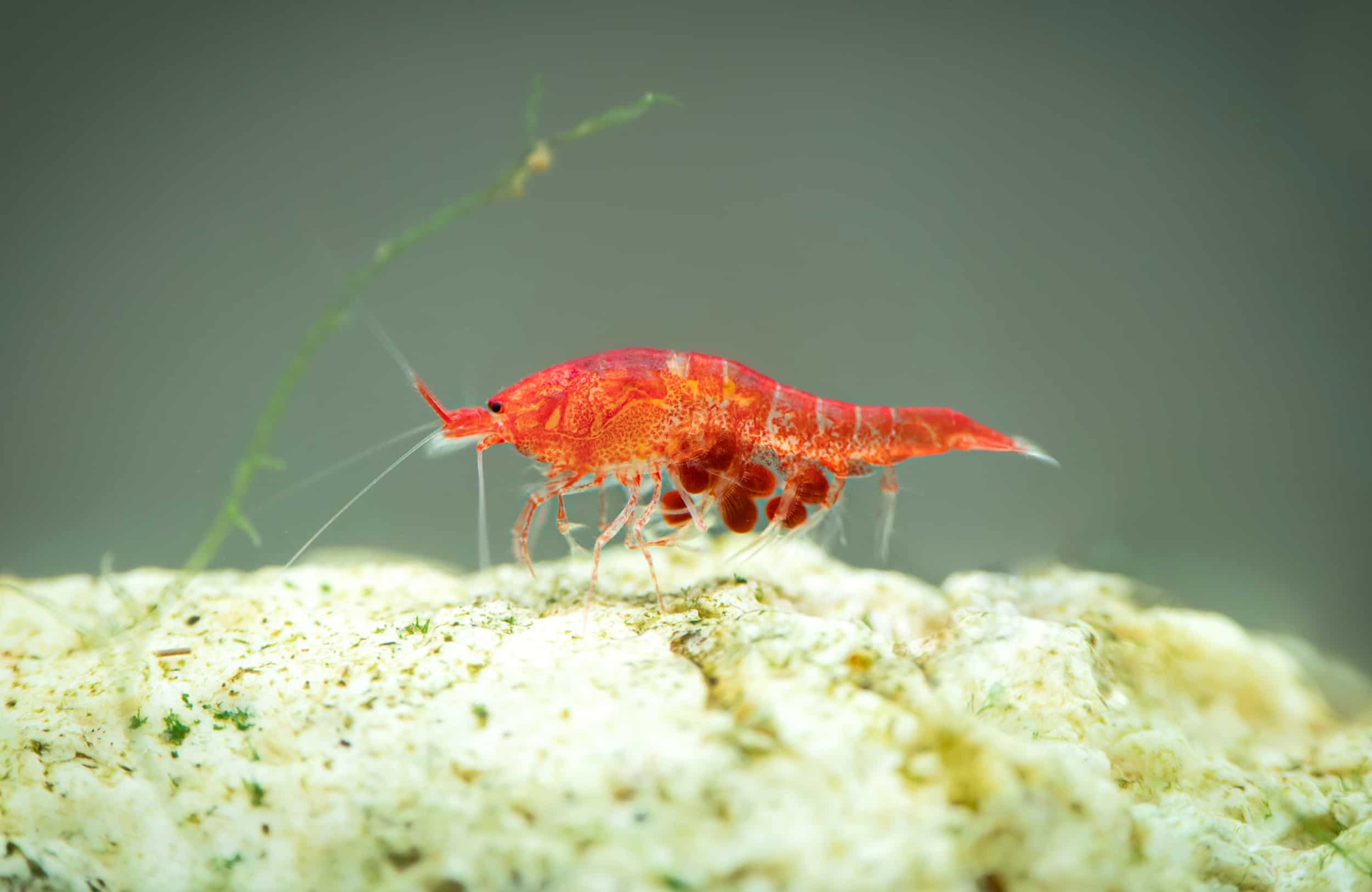 Opae ula for sale | Rare Hawaiian Shrimp at Holi Skrimps
