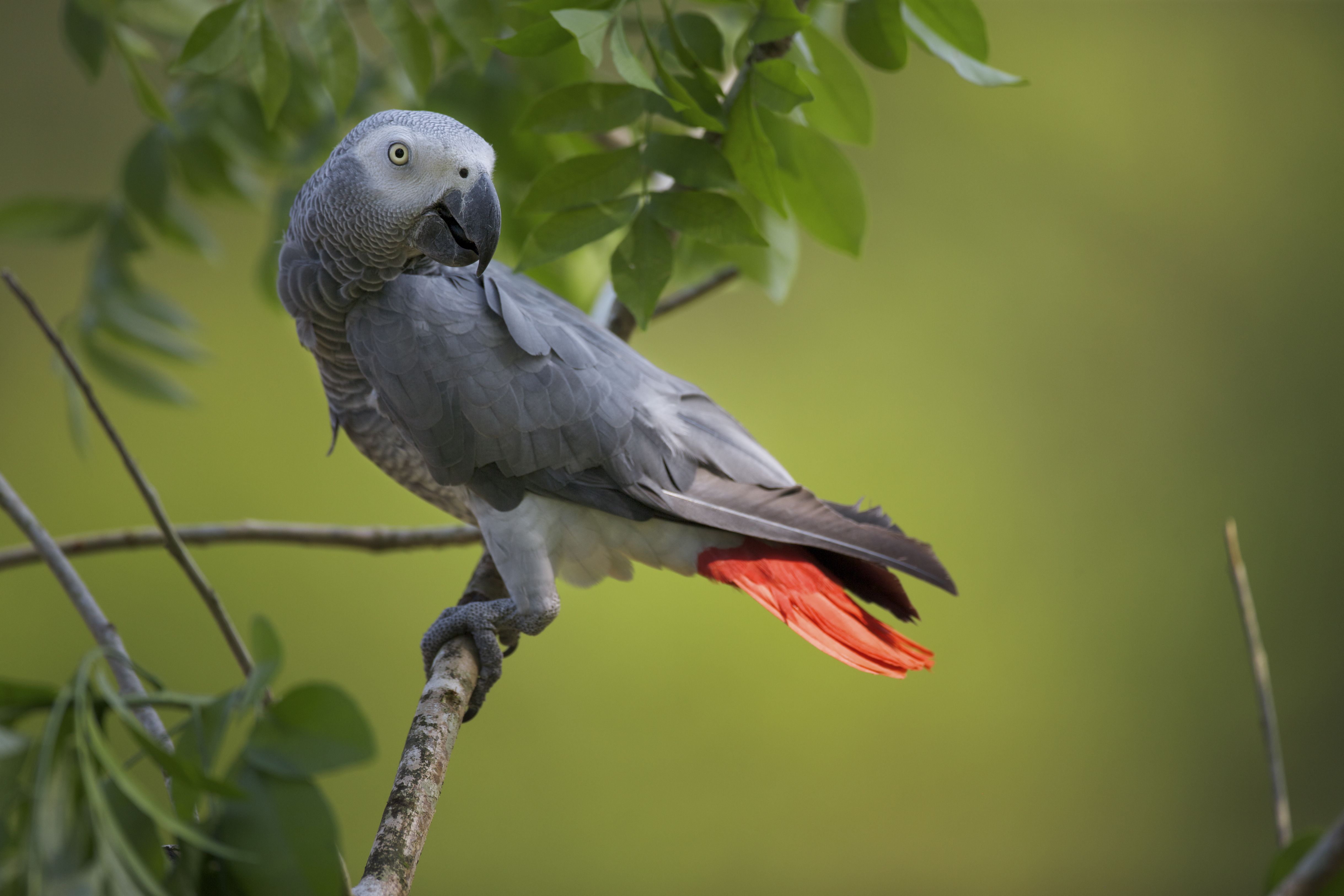 African Grey Parrots for Sale – Candle Tested &amp; Certified by Amazing Birds Farm