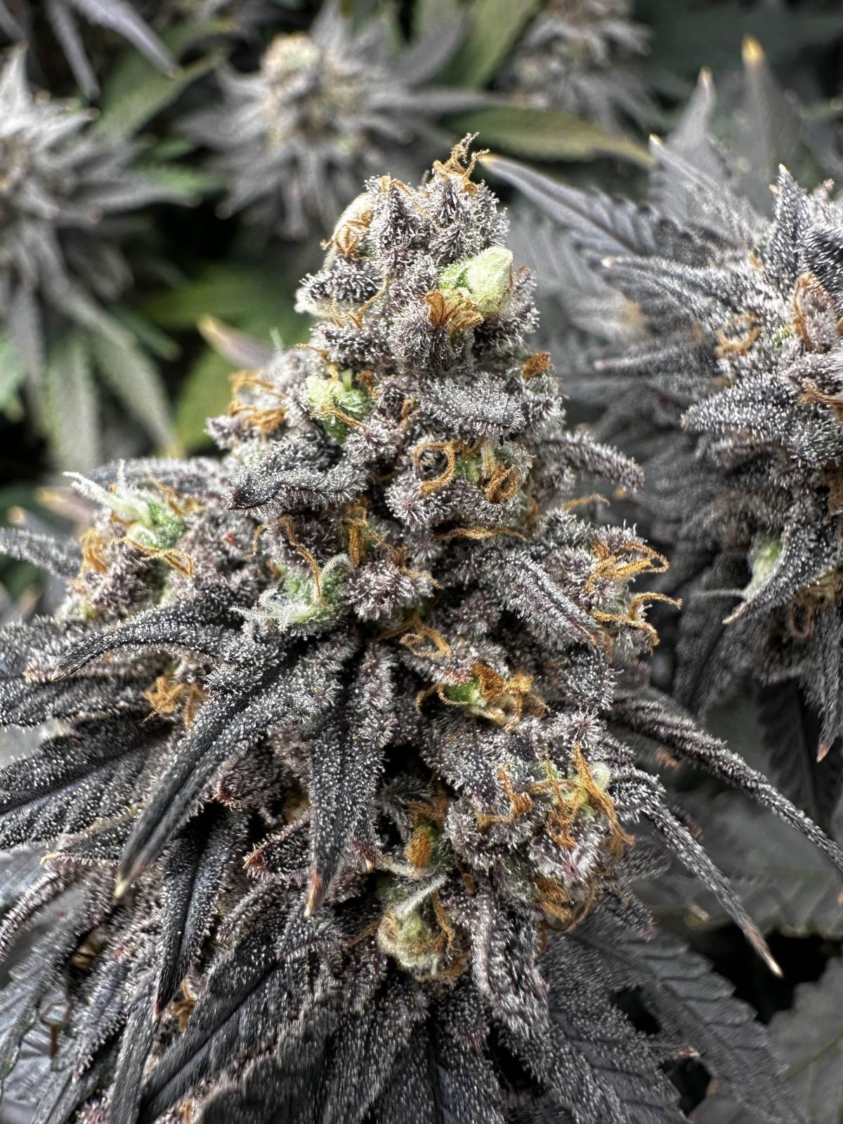 Cannabis Club Hamburg – CSC mit Struktur und Know-how