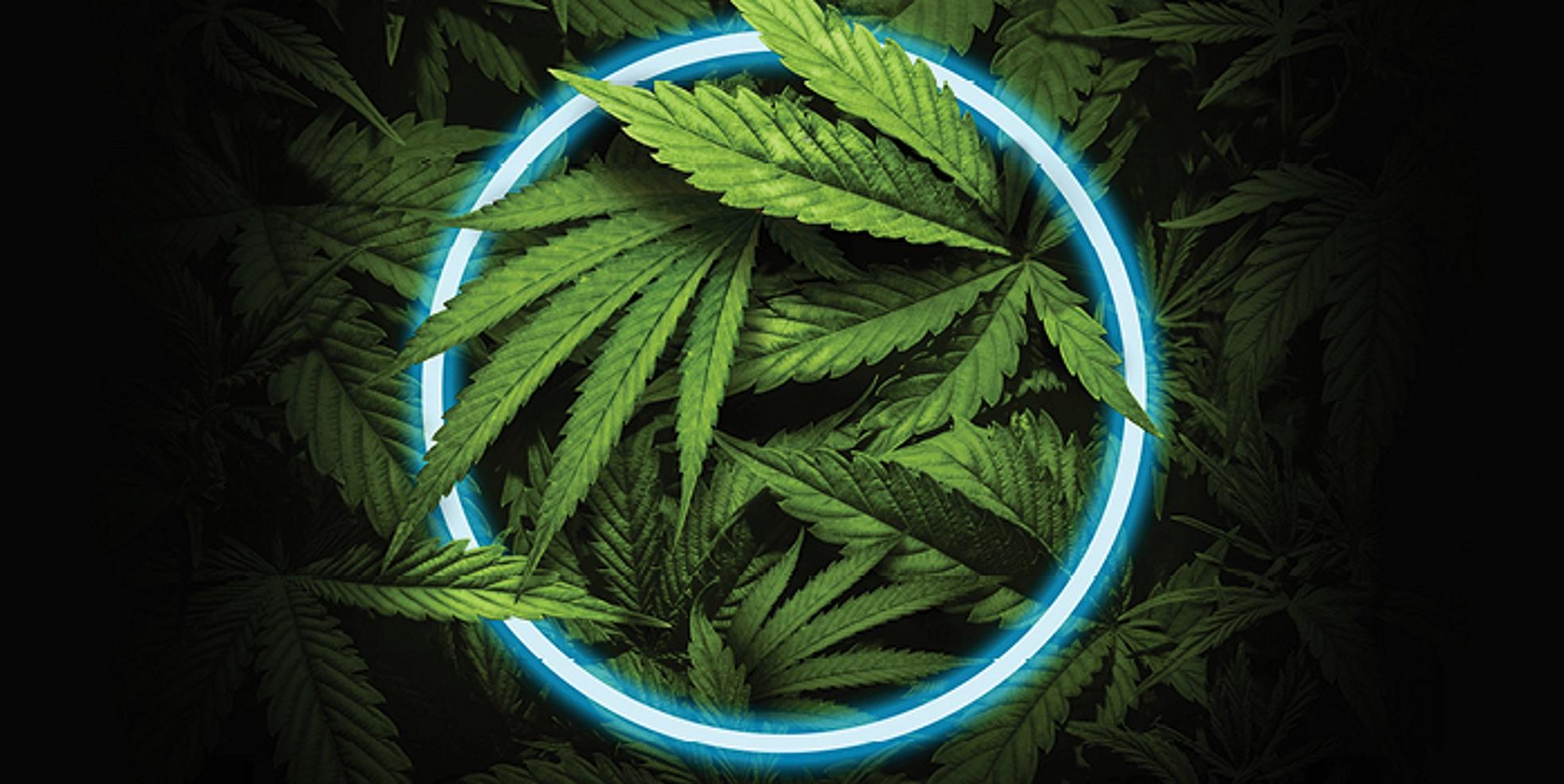 Cannabis club hamburg – Legal anbauen &amp; sicher genießen