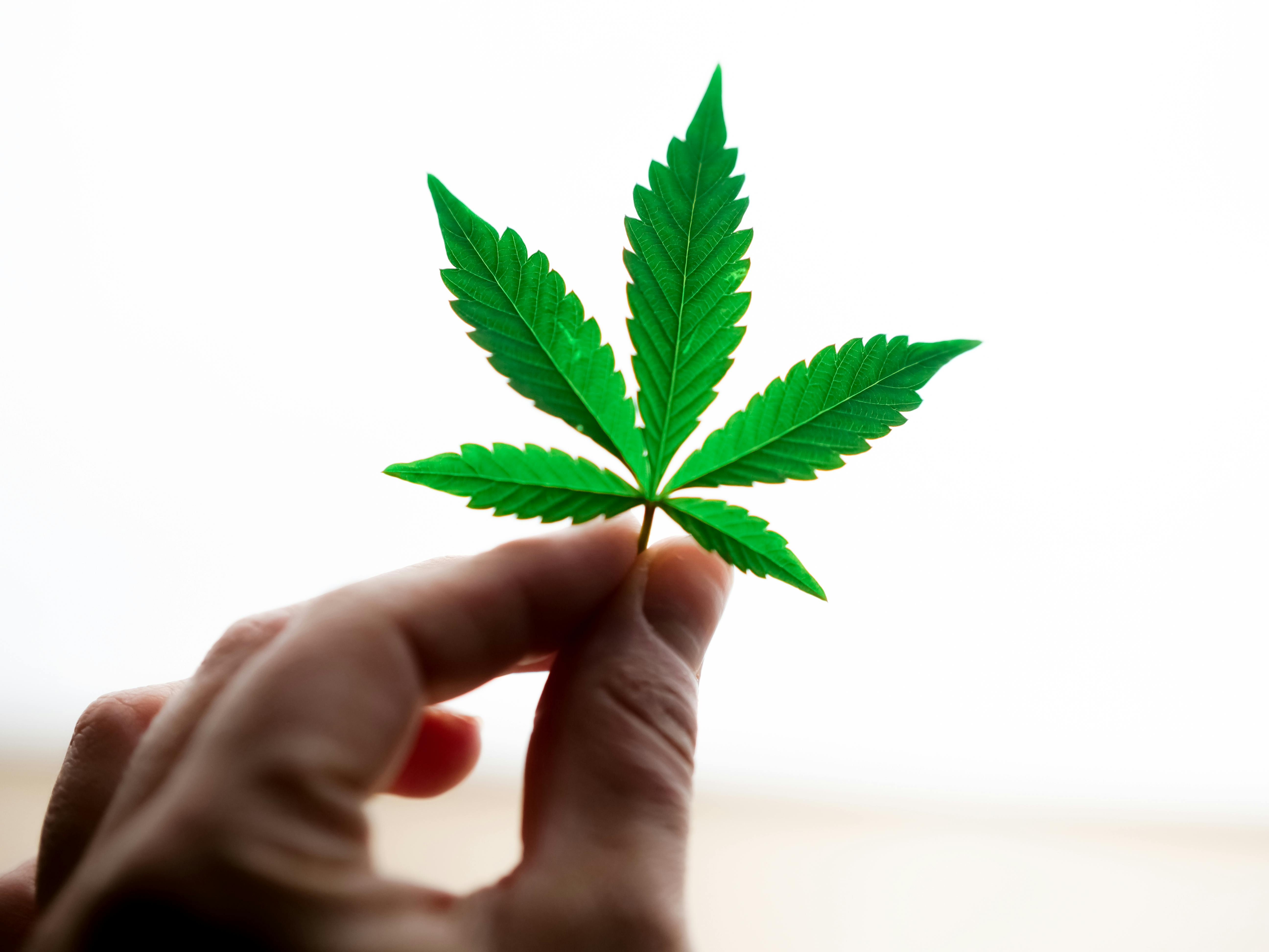 A CHEF’S PERSPECTIVE ON CANNABIS-INSPIRED FLAVOR PROFILES
