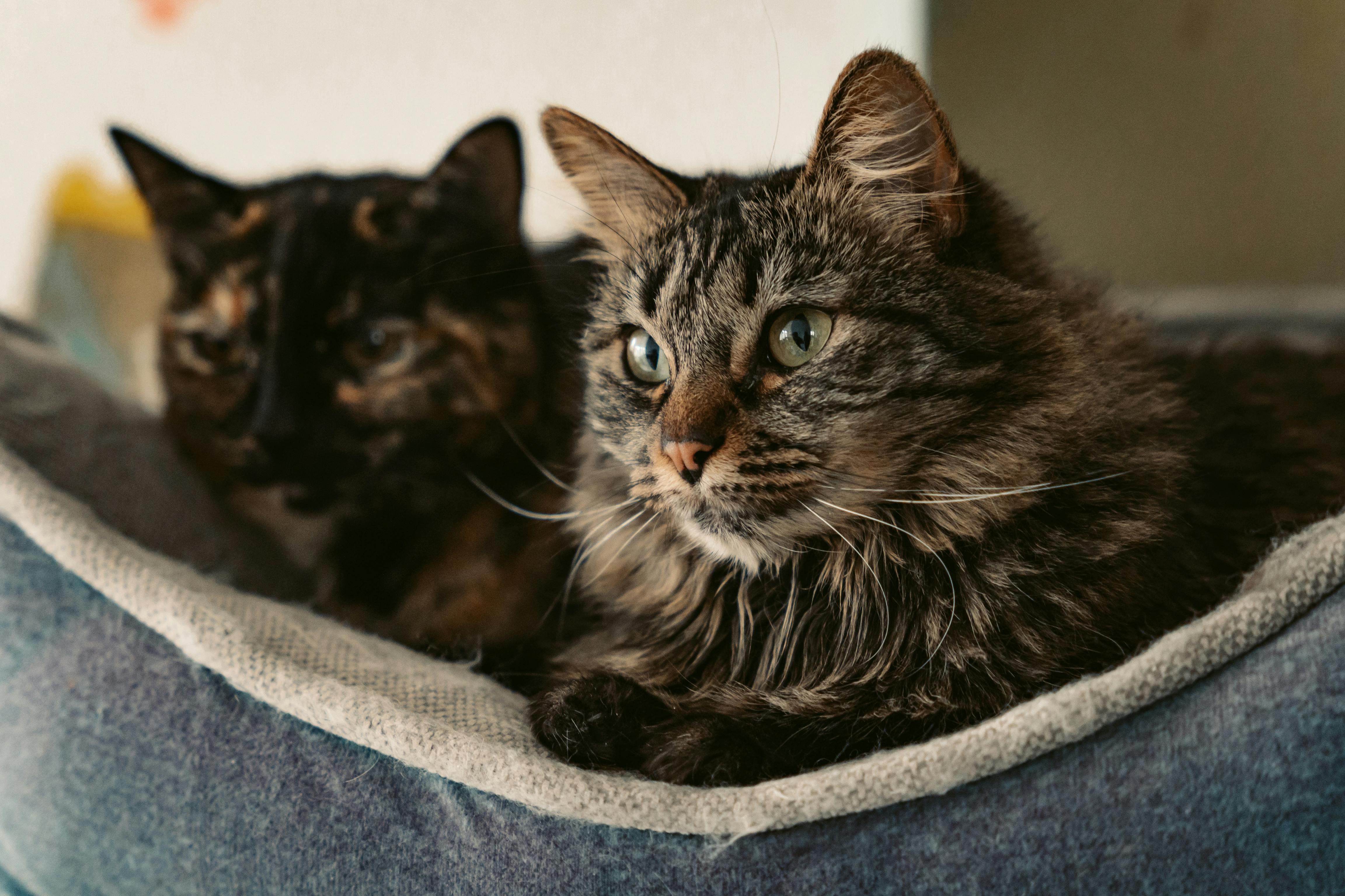Pedigreed Coon Cats for Sale Near Sacramento and the Bay Area