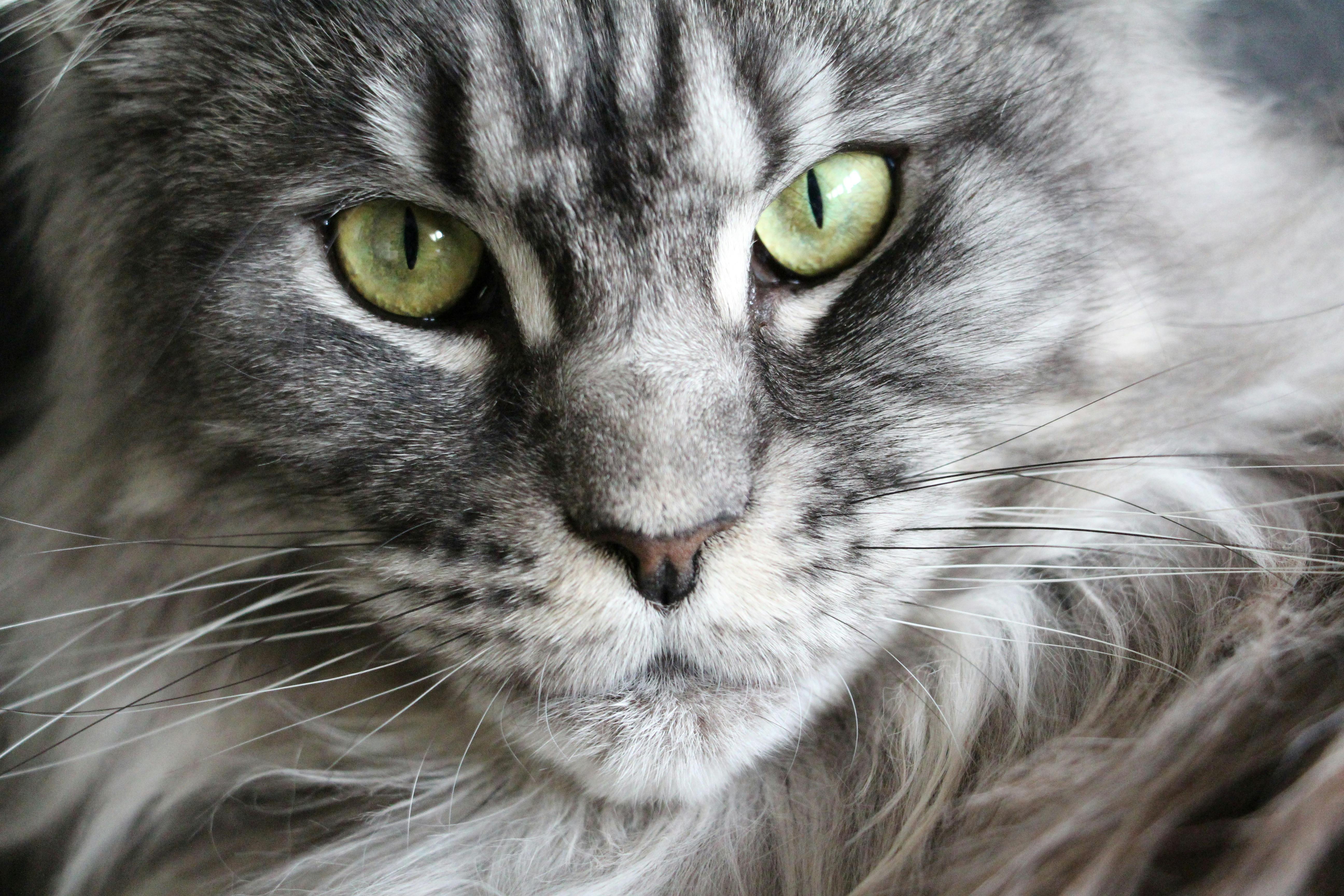 Maine Coon Cats for Sale Near Me – Find Kittens Close to You