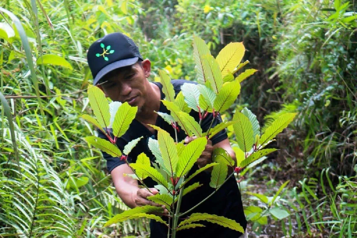Kratom Chiang Mai: From Traditional Use to Modern Wellness