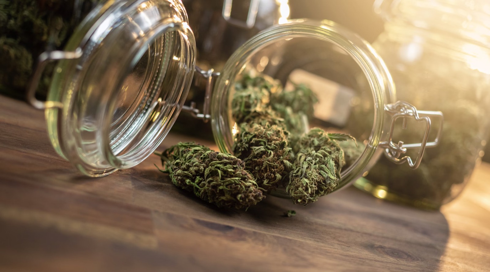 Albino Penis Envy – Bud Cargo Supplies Canada’s Most Powerful Mushrooms