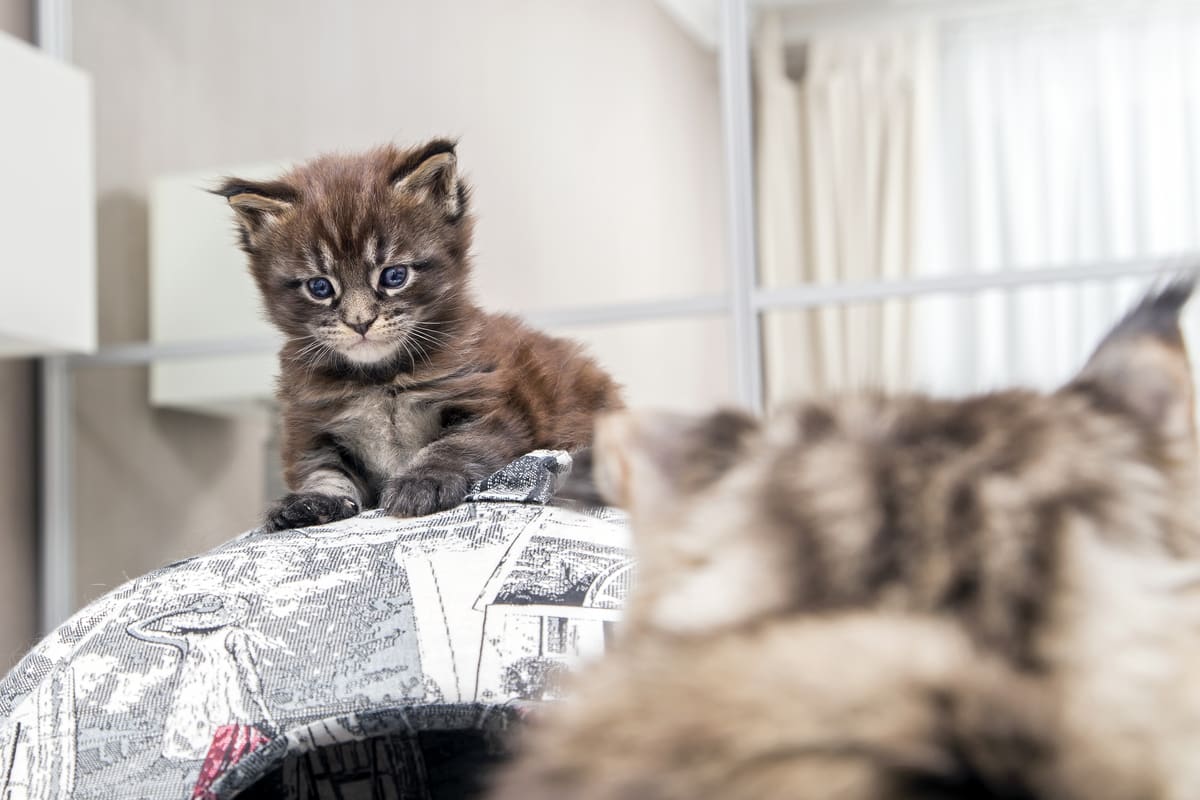 Meet Our Maine Coon Cats in Sacramento – Big, Beautiful & Gentle