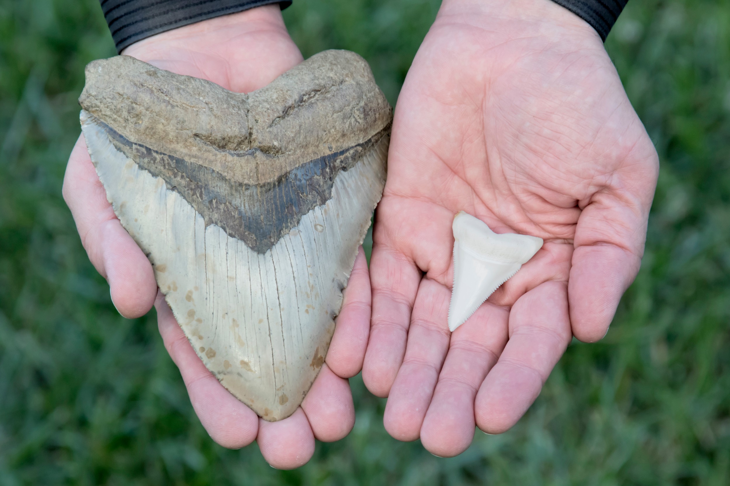 WHY COLLECTORS LOVE AUTHENTIC MEGALODON TEETH FROM FOSSIL DRIVEN