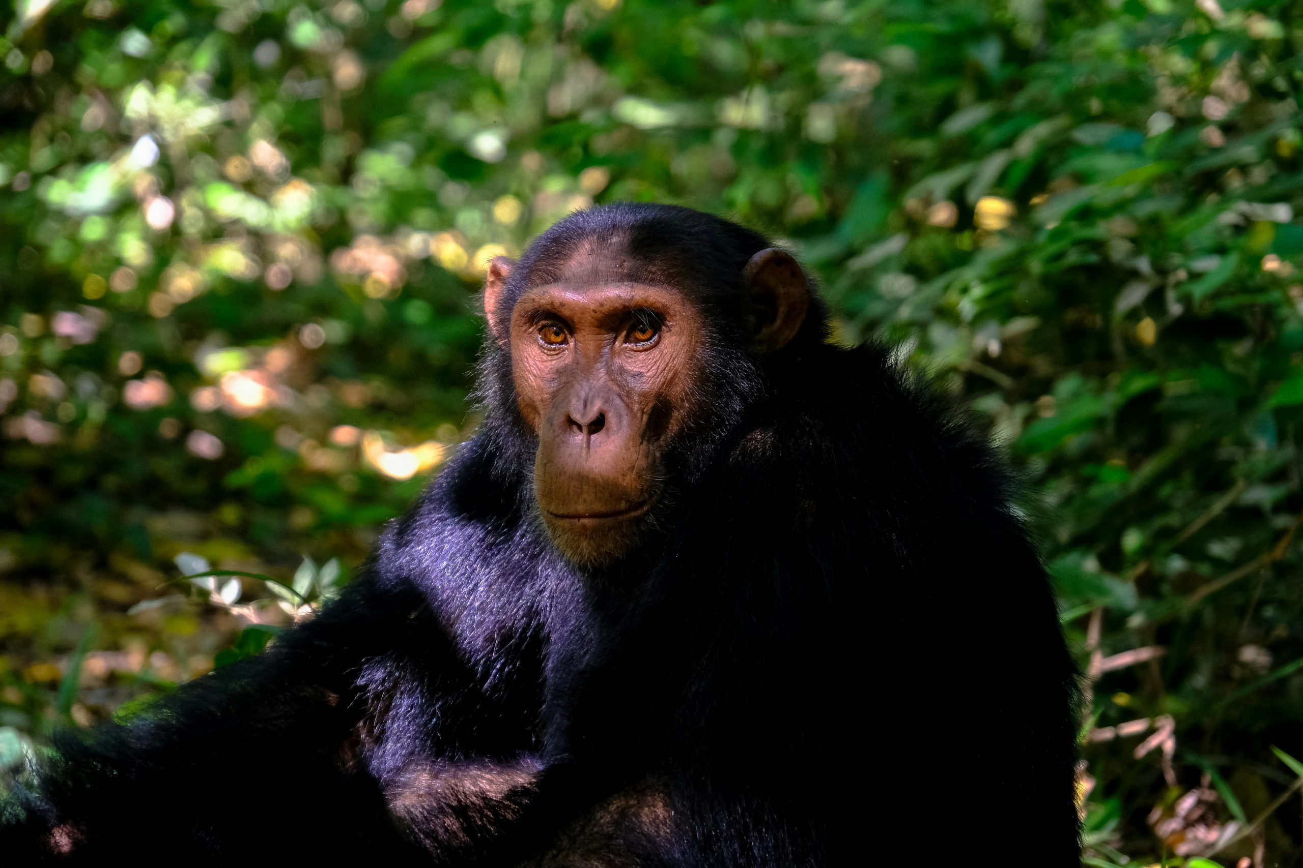 Chimpanzee Trekking Tours in Tanzania: A Journey into the Heart of Nature