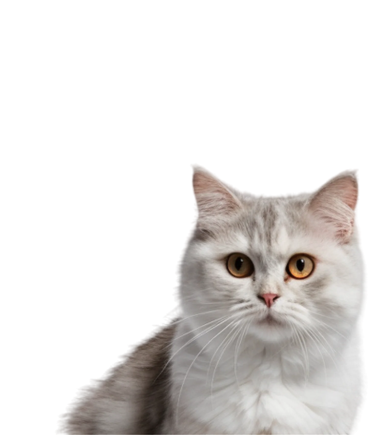 Cat Wand Toy Catshoponline – Engage Your Cat with Safe and Exciting Play